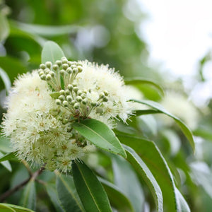 Australian Natives Extracts - 8 Must-Have Ingredients For Your Skin